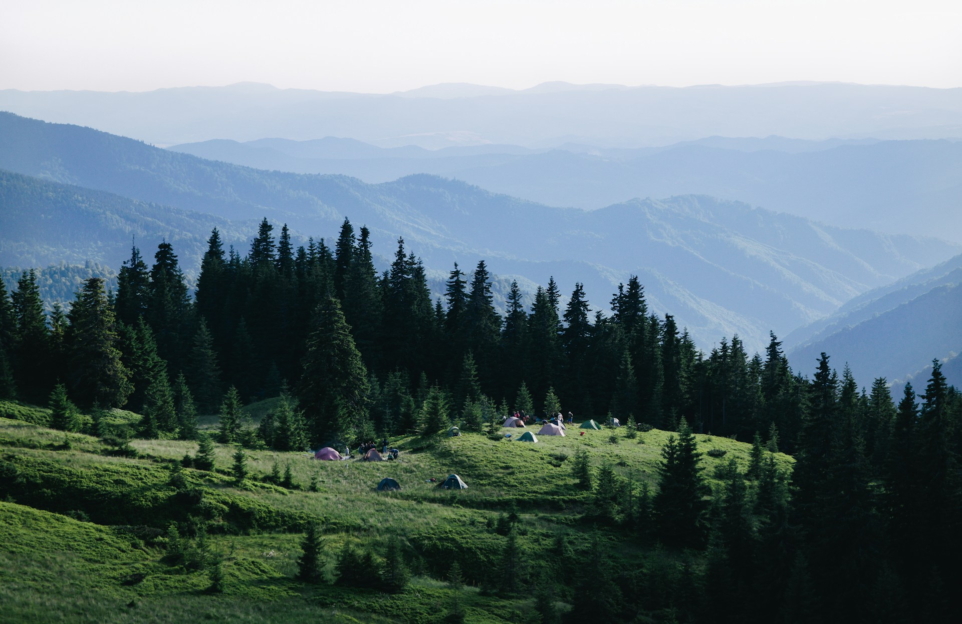 green pine trees on green grass field during daytime