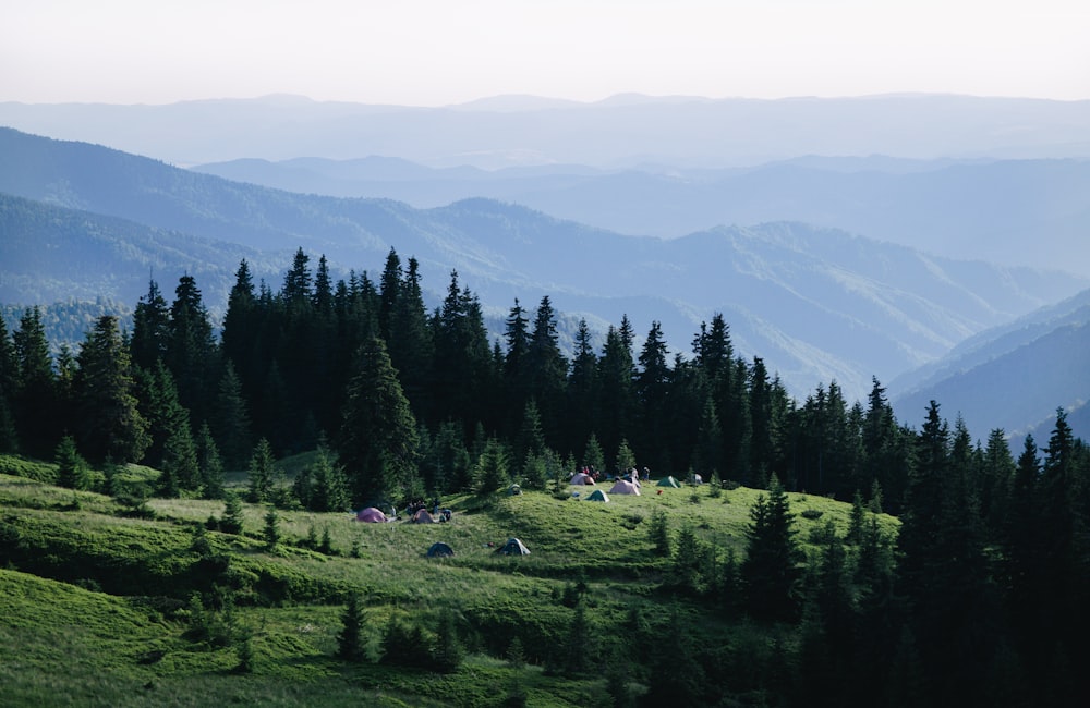 green pine trees on green grass field during daytime