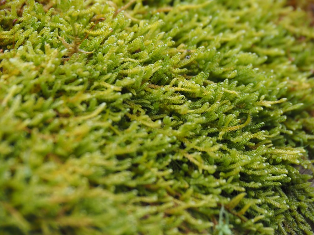 green grass in close up photography