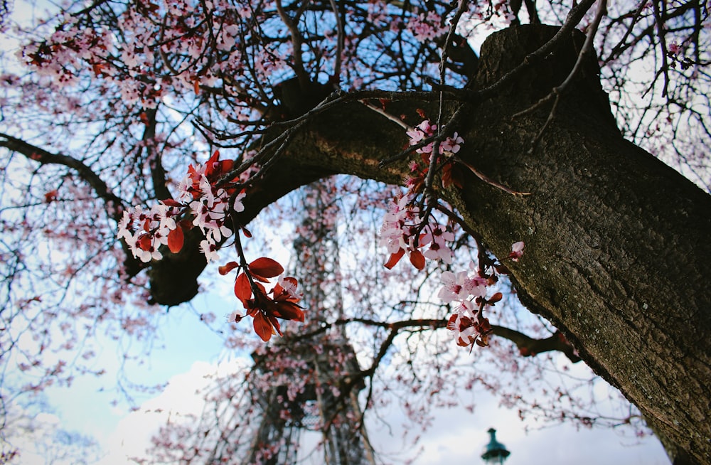 red flowers on brown tree