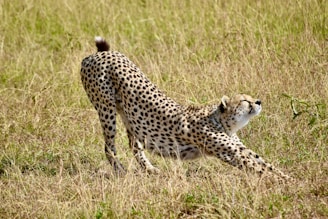 cheetah on brown grass field during daytime
