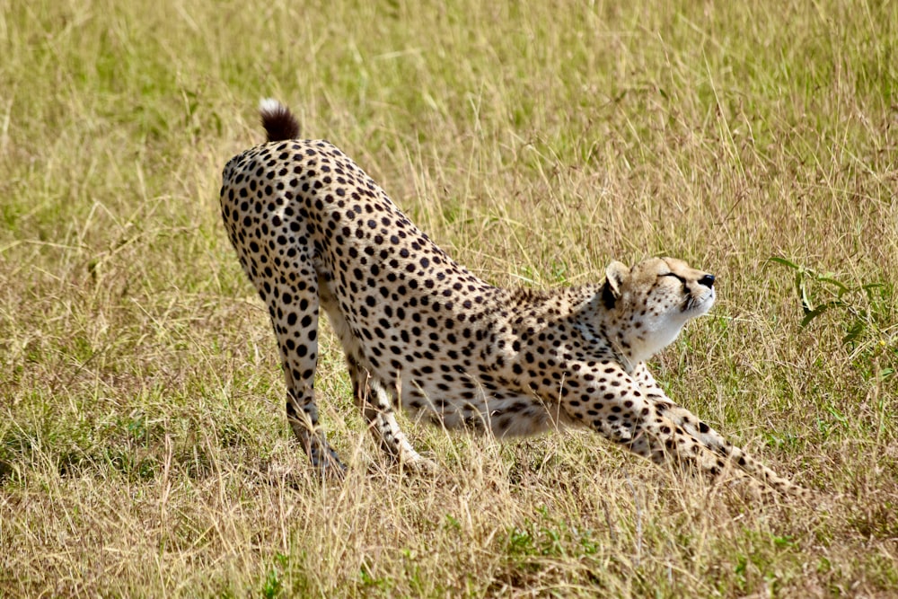 ghepardo sul campo di erba marrone durante il giorno