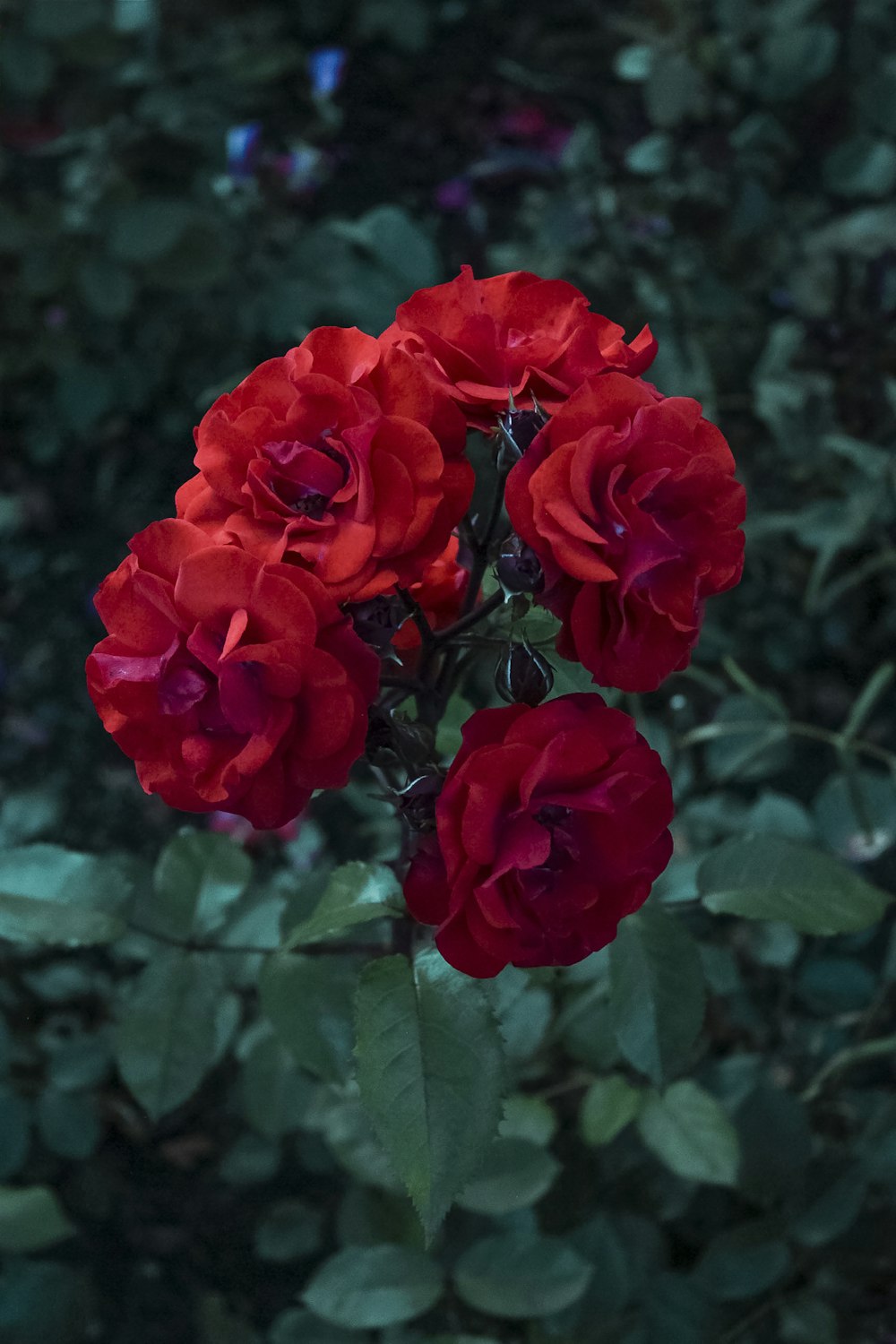 red roses in bloom during daytime