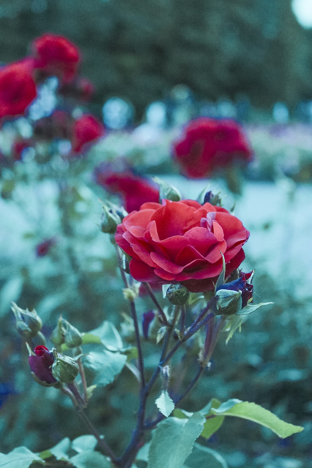 red roses in tilt shift lens