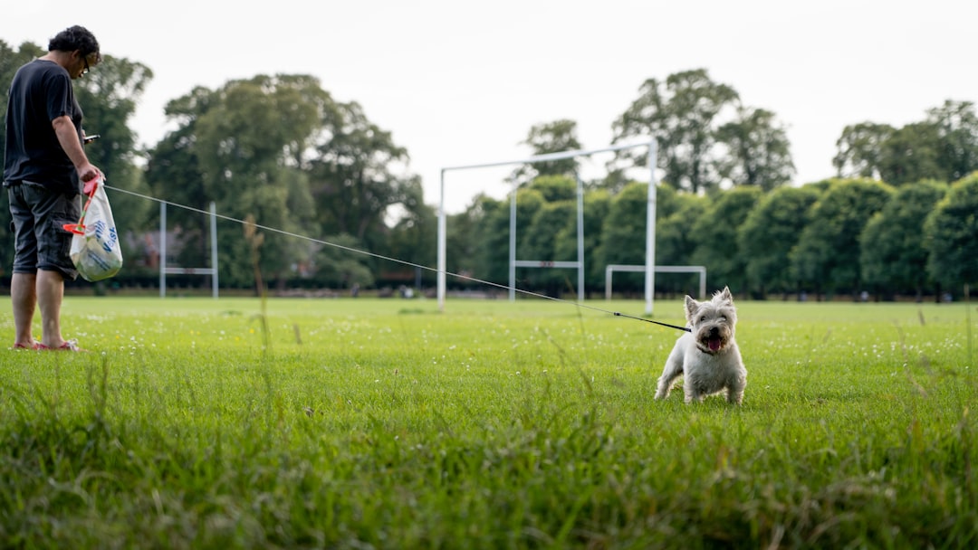 white short coated small dog on green grass field during daytime