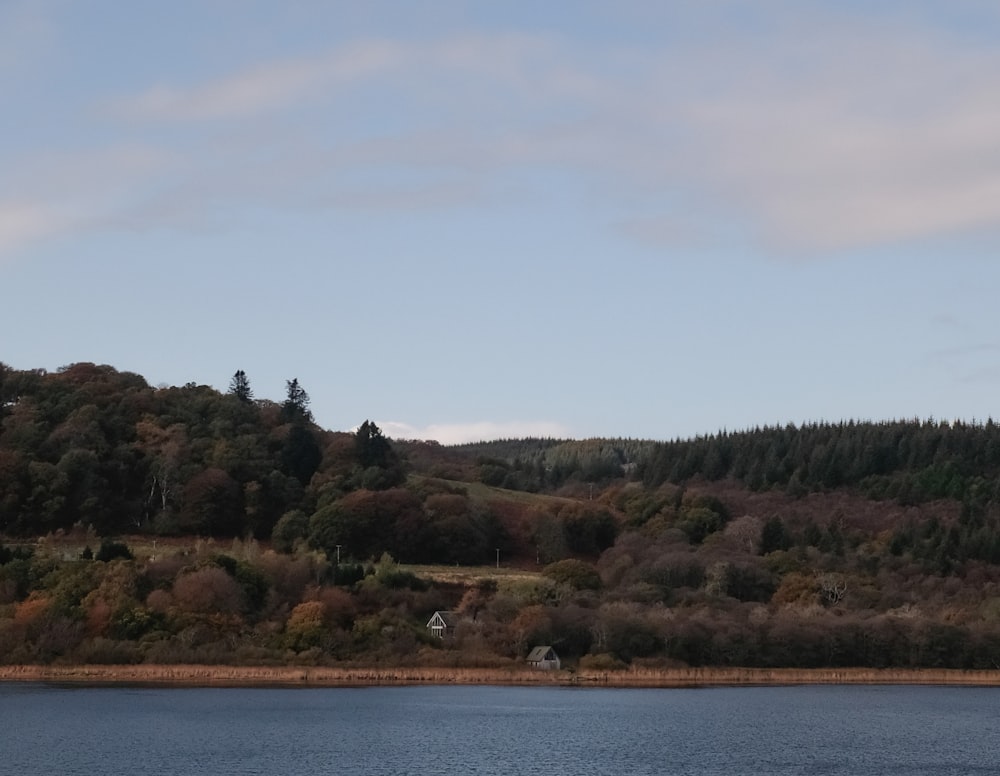 green and brown trees near body of water during daytime