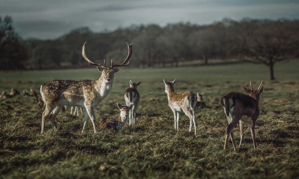 cerf brun et blanc sur un champ d’herbe verte pendant la journée