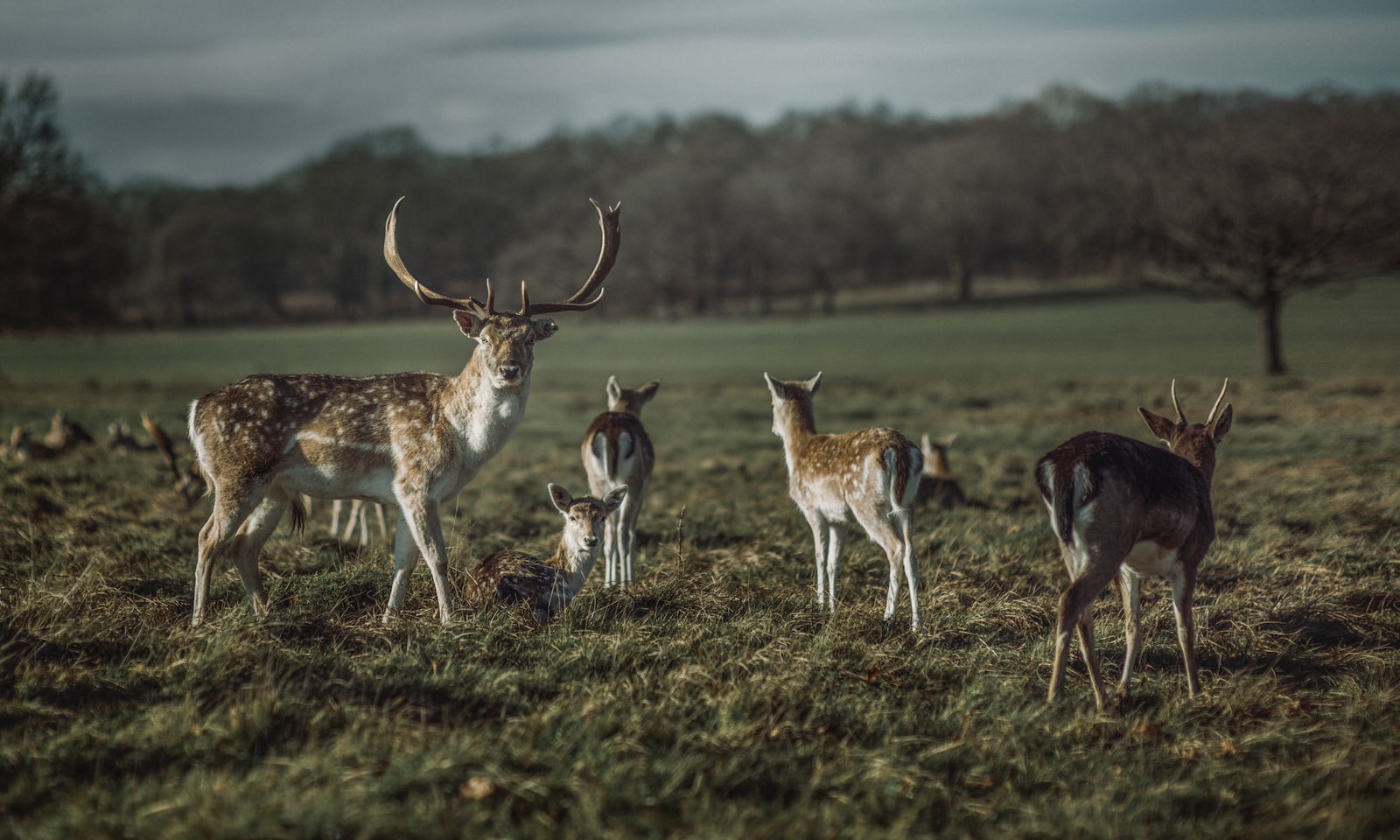 Nikon D800E + Sigma 85mm F1.4 EX DG HSM sample photo. Brown and white deer photography