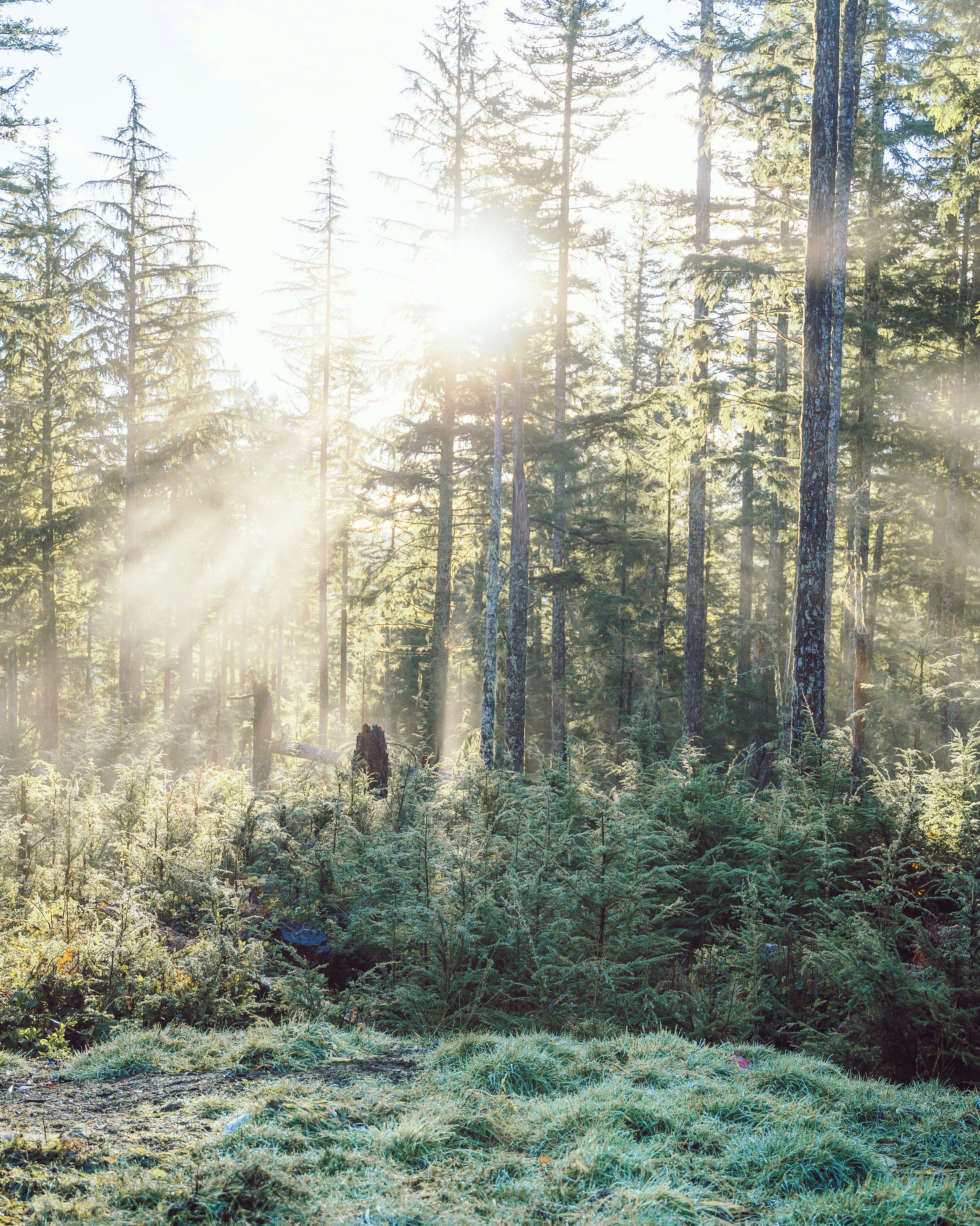 person in black jacket walking on forest during daytime