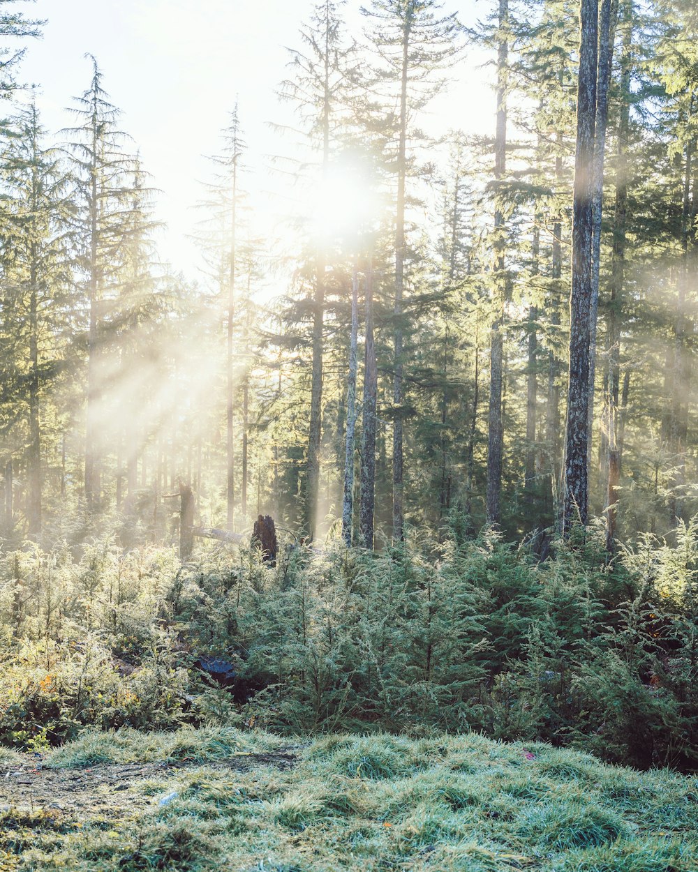 Persona in giacca nera che cammina sulla foresta durante il giorno