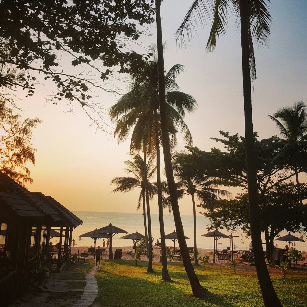 silhouette of palm trees near body of water during daytime