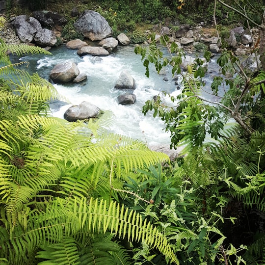 green fern plant on river in Sapa Vietnam