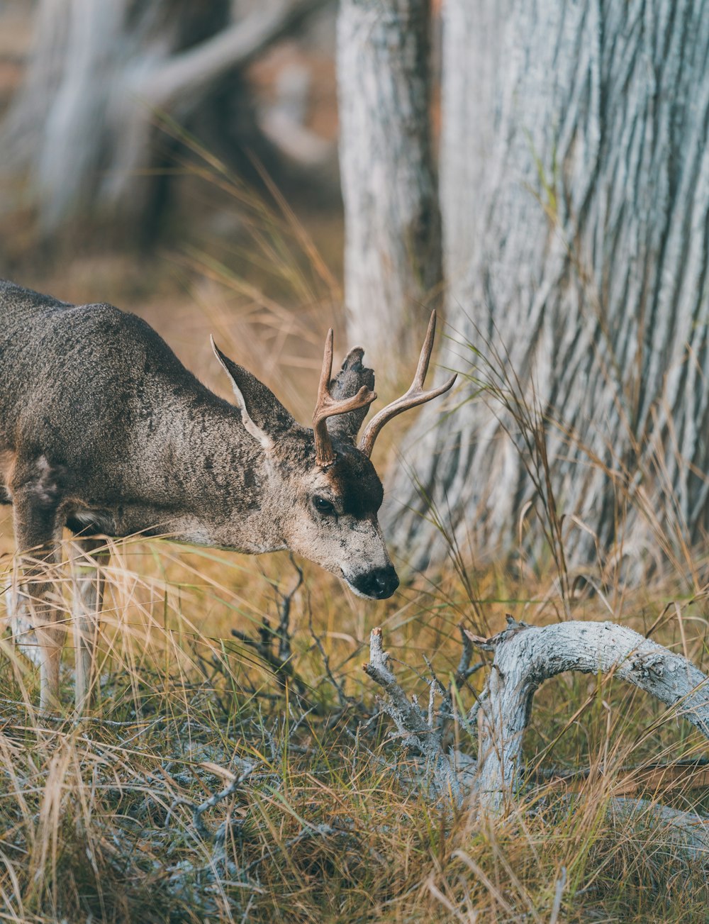 brown and white deer on green grass during daytime