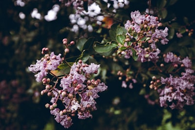 white and pink flowers in tilt shift lens alabama zoom background