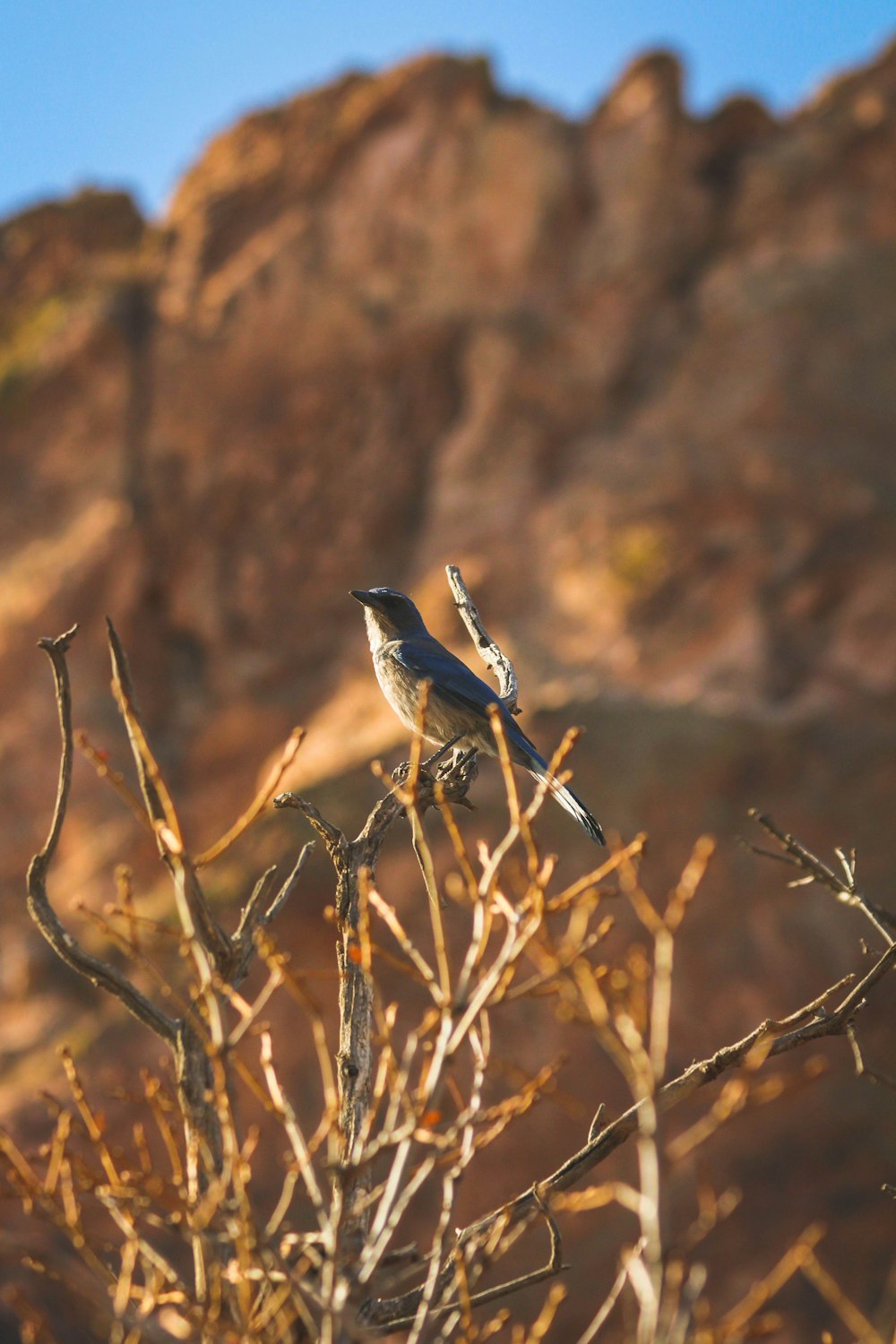 blue and brown bird on brown tree branch during daytime