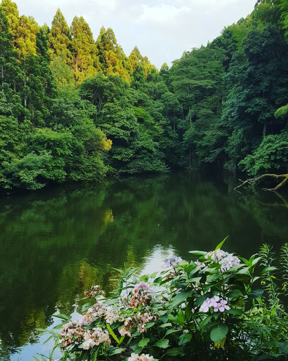 green trees beside river during daytime