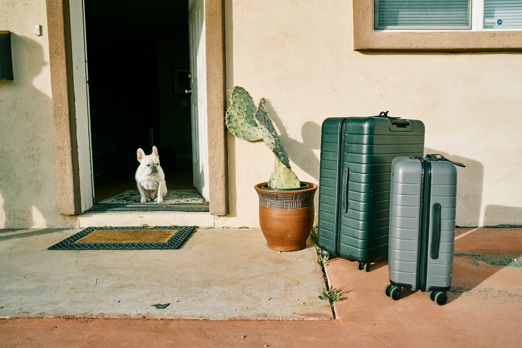 Dog looking at luggages