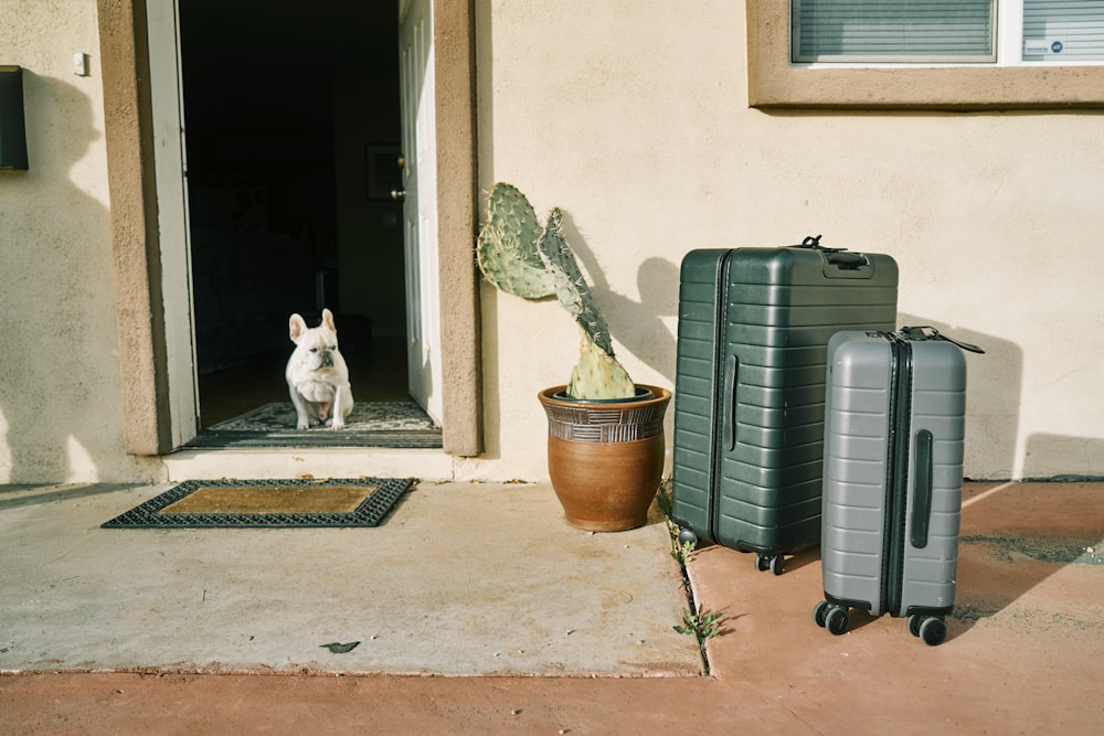 white dog setting beside gray luggage bag