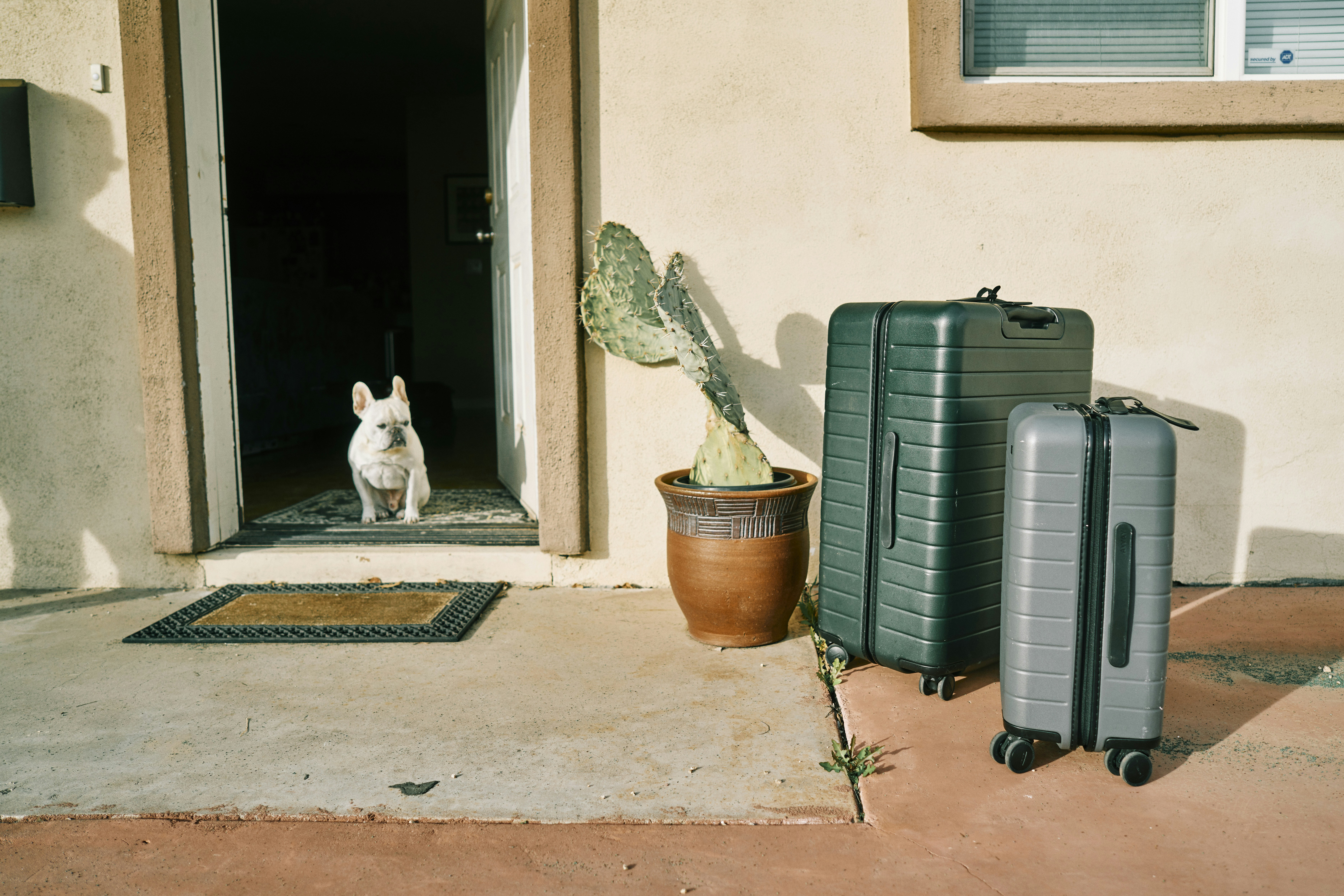 white cat sitting beside gray luggage bag