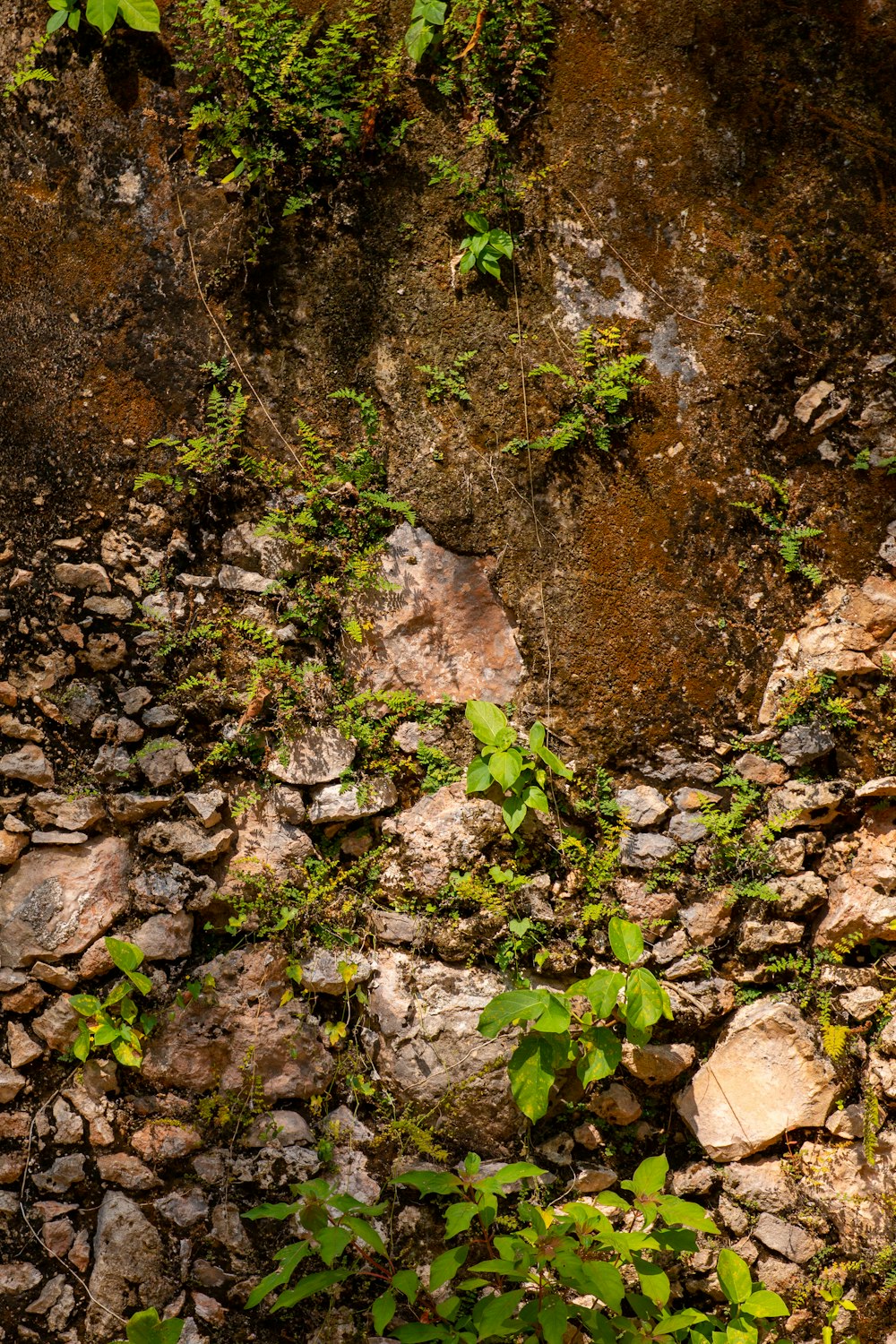 green moss on brown rock