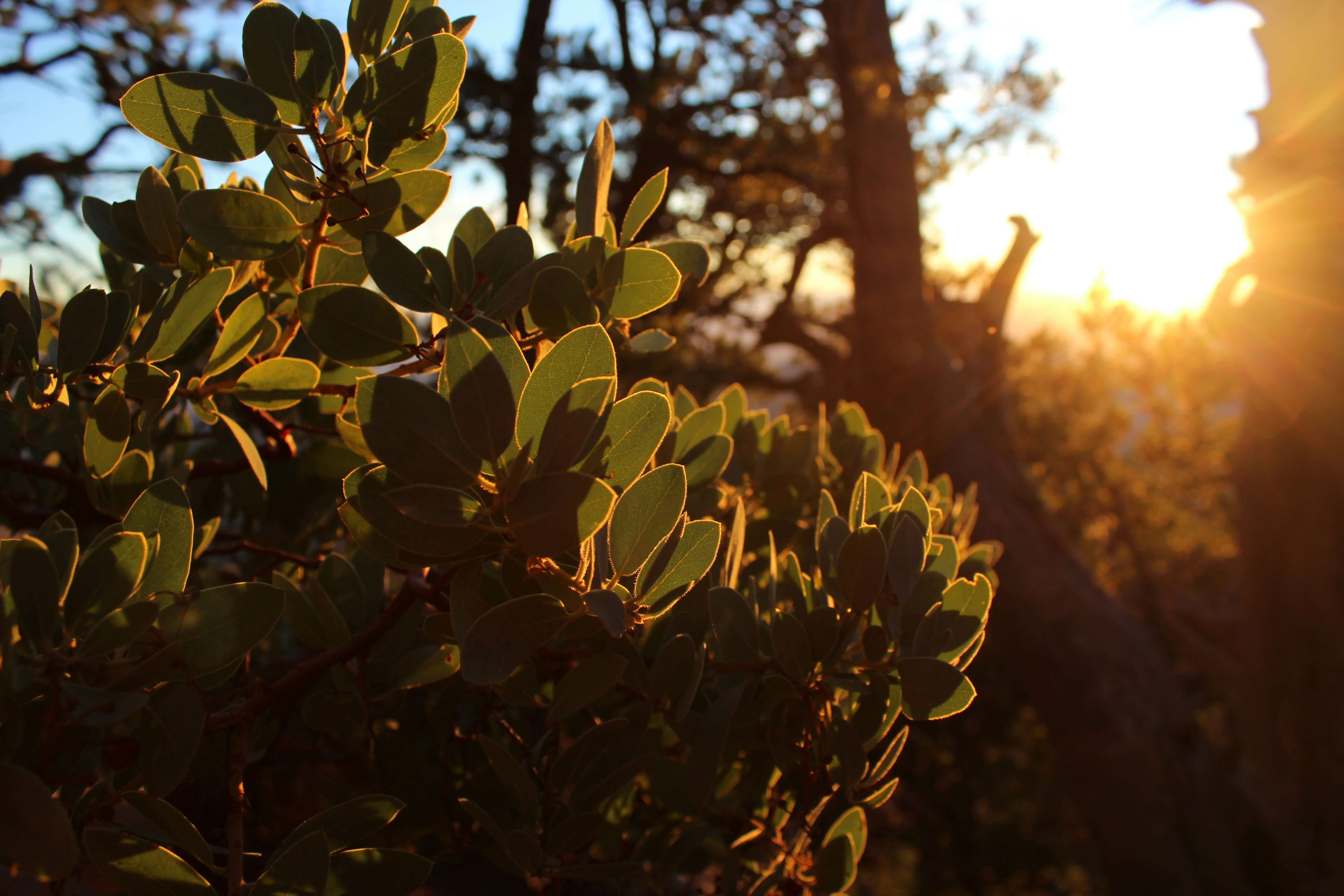 green plant during day time