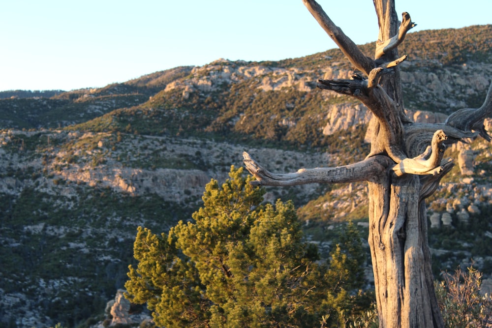 green trees on brown mountain during daytime