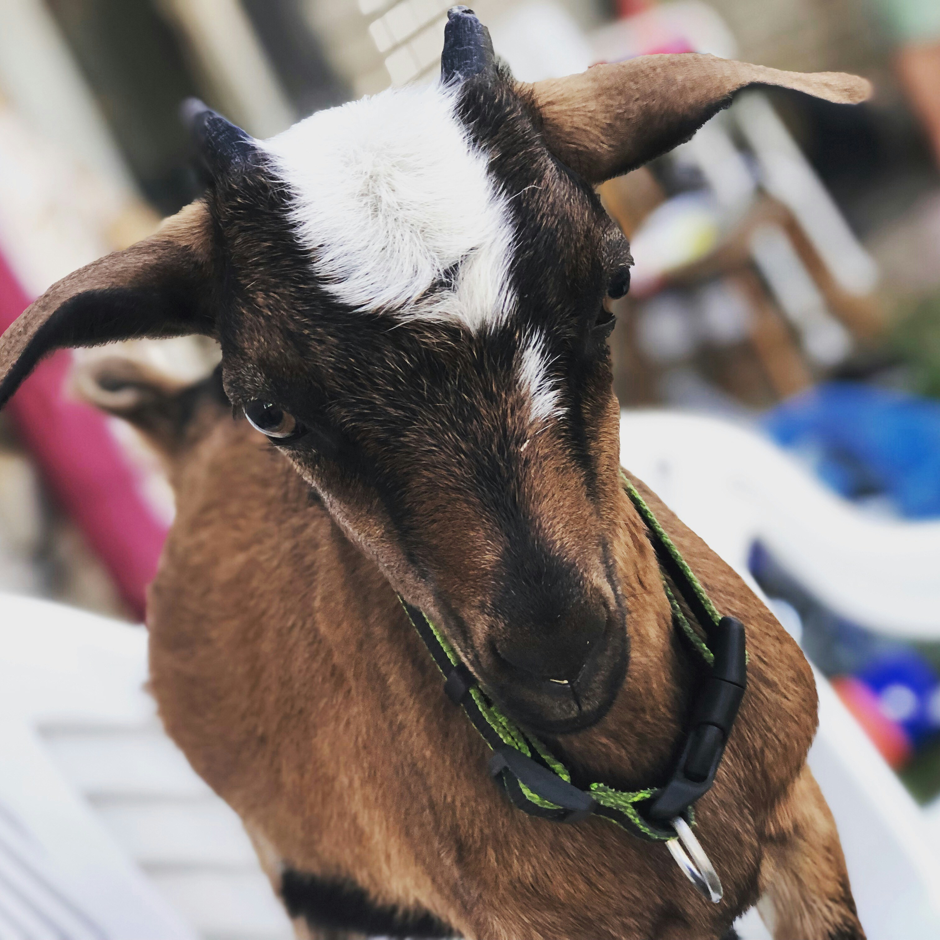 Photo by juliamitchell13
