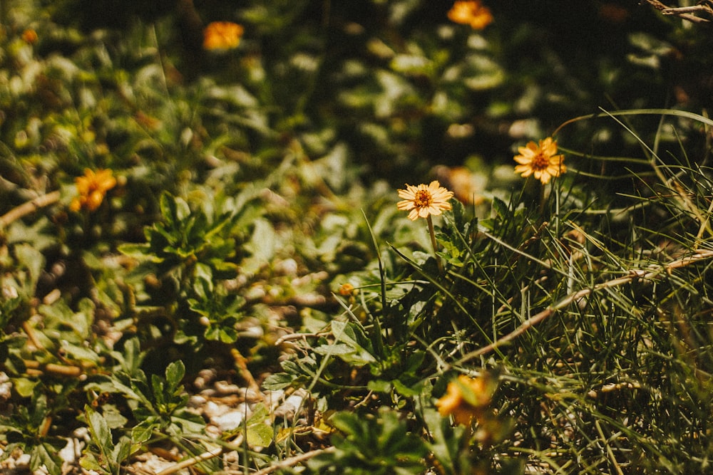 white and yellow flowers on green grass