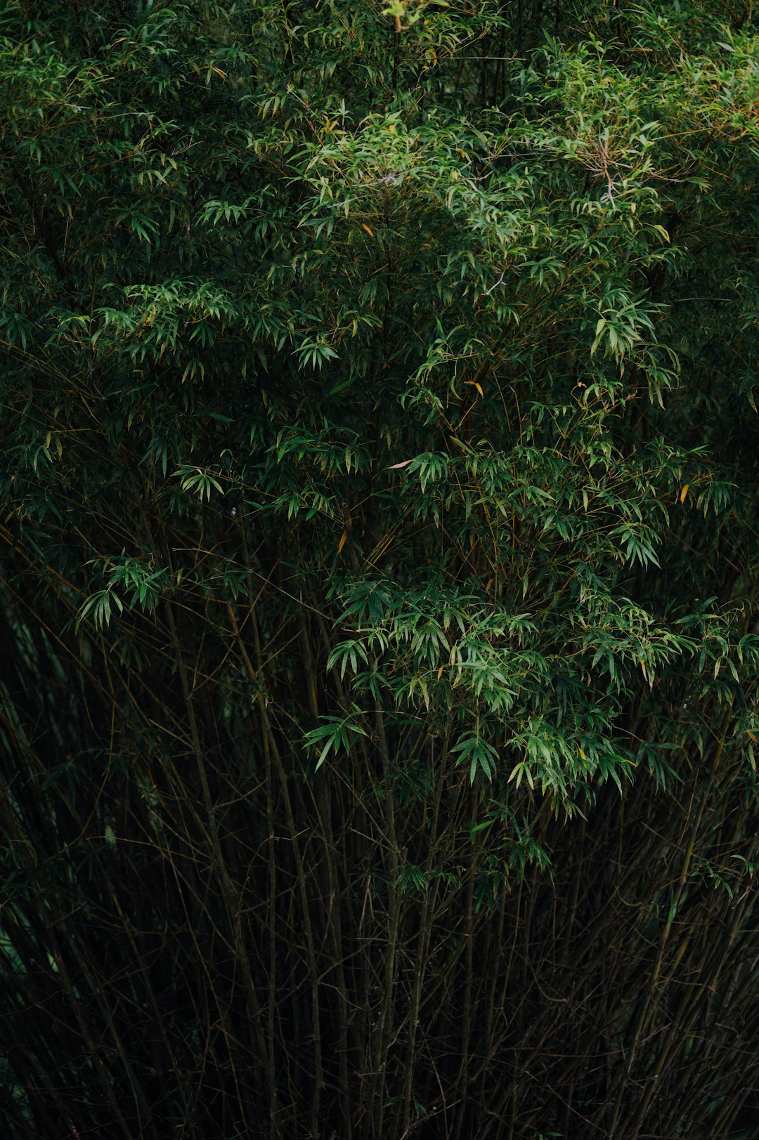 green leaf plant during daytime