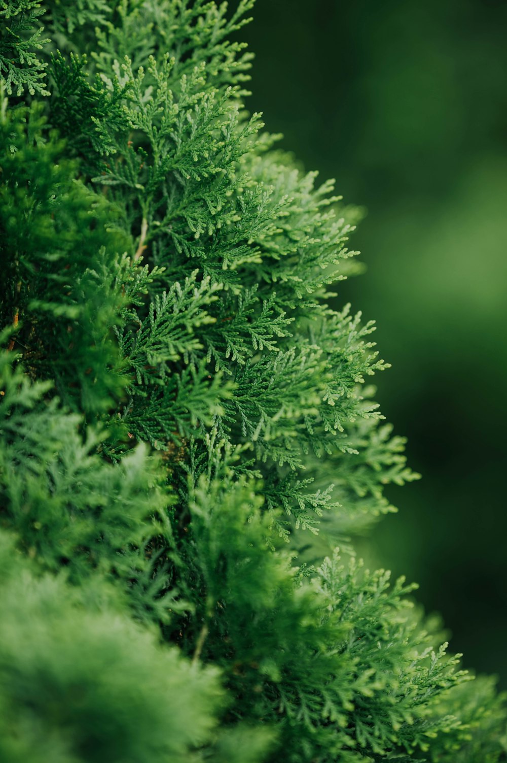 green plant in close up photography