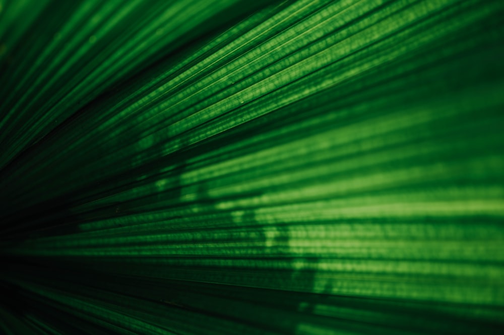 green leaf in close up photography