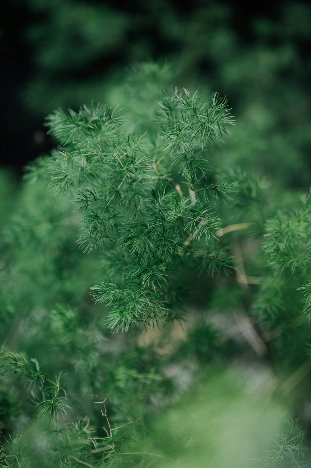 クローズアップ写真の緑の植物