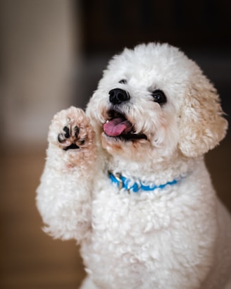 white poodle puppy on brown wooden table
