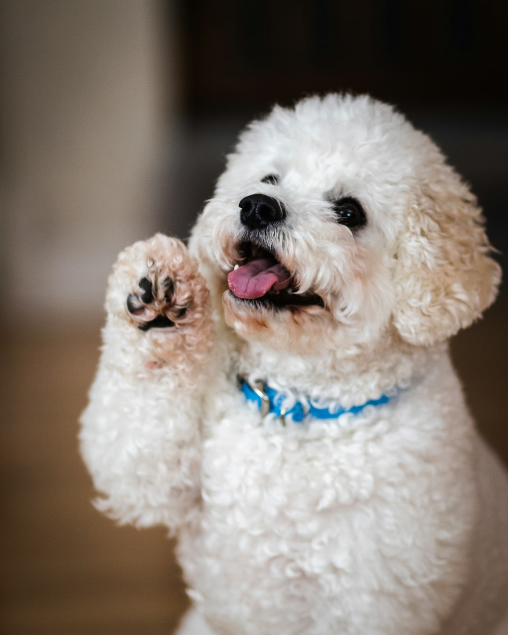 filhote de cachorro poodle branco na mesa de madeira marrom