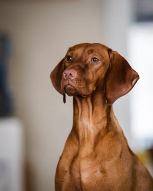 Hund