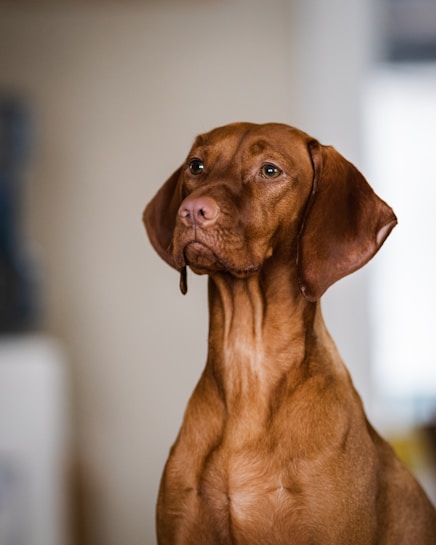A brown dog with floppy ears and a soulful expression is looking slightly upwards. The dog's smooth coat and attentive stance suggest a sense of alertness. The background is softly blurred, with neutral tones that emphasize the dog's rich color.
