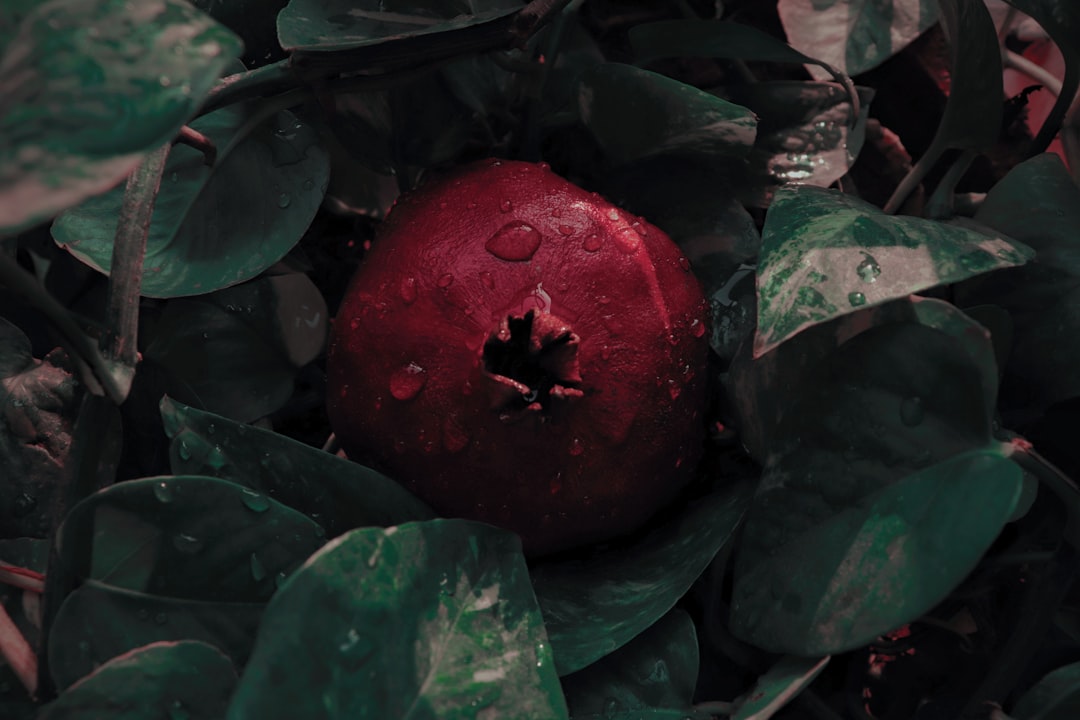 red round fruit on green leaves, Pomegranate
