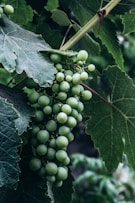 green round fruits on green leaves