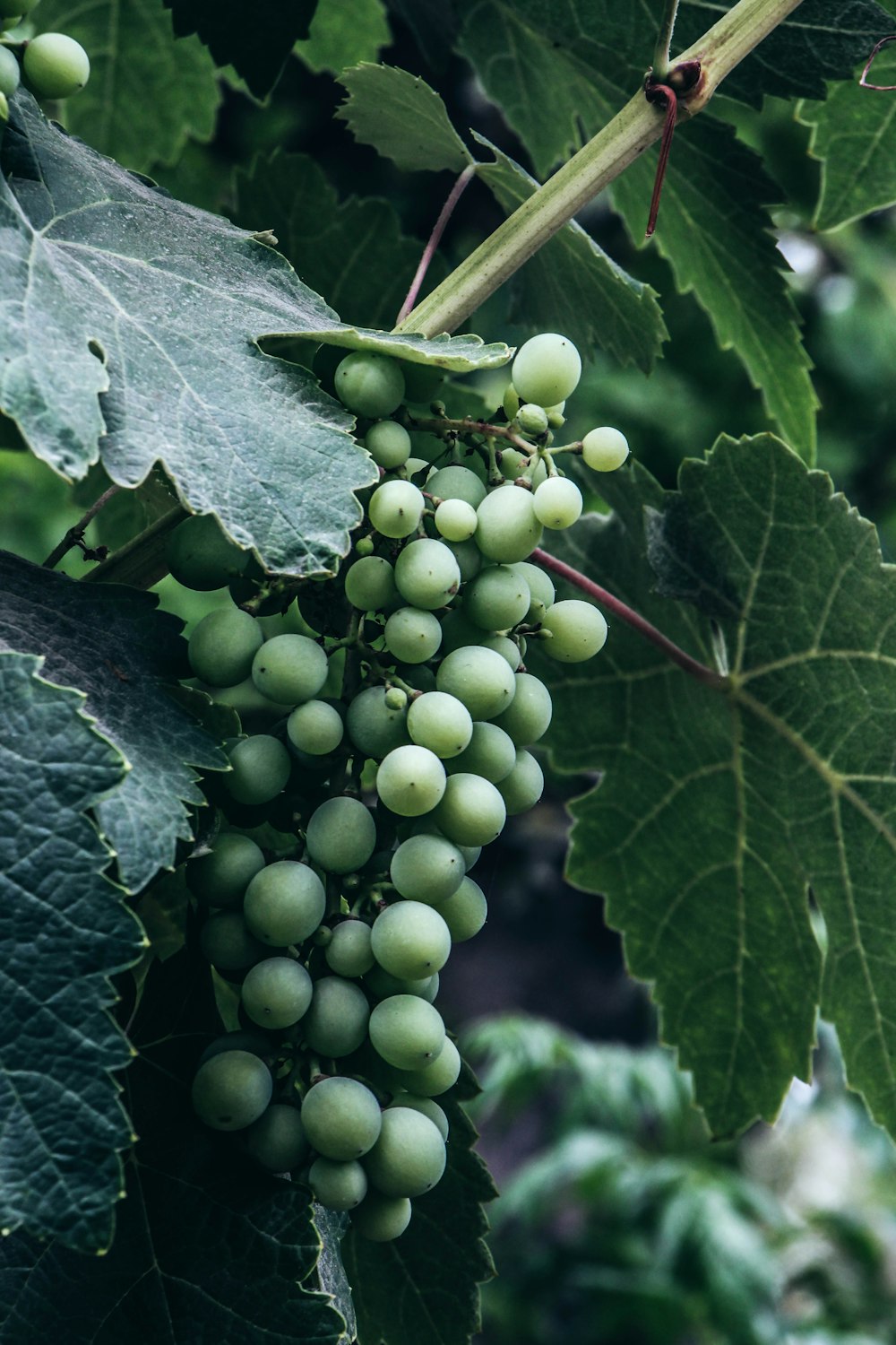 green round fruits on green leaves