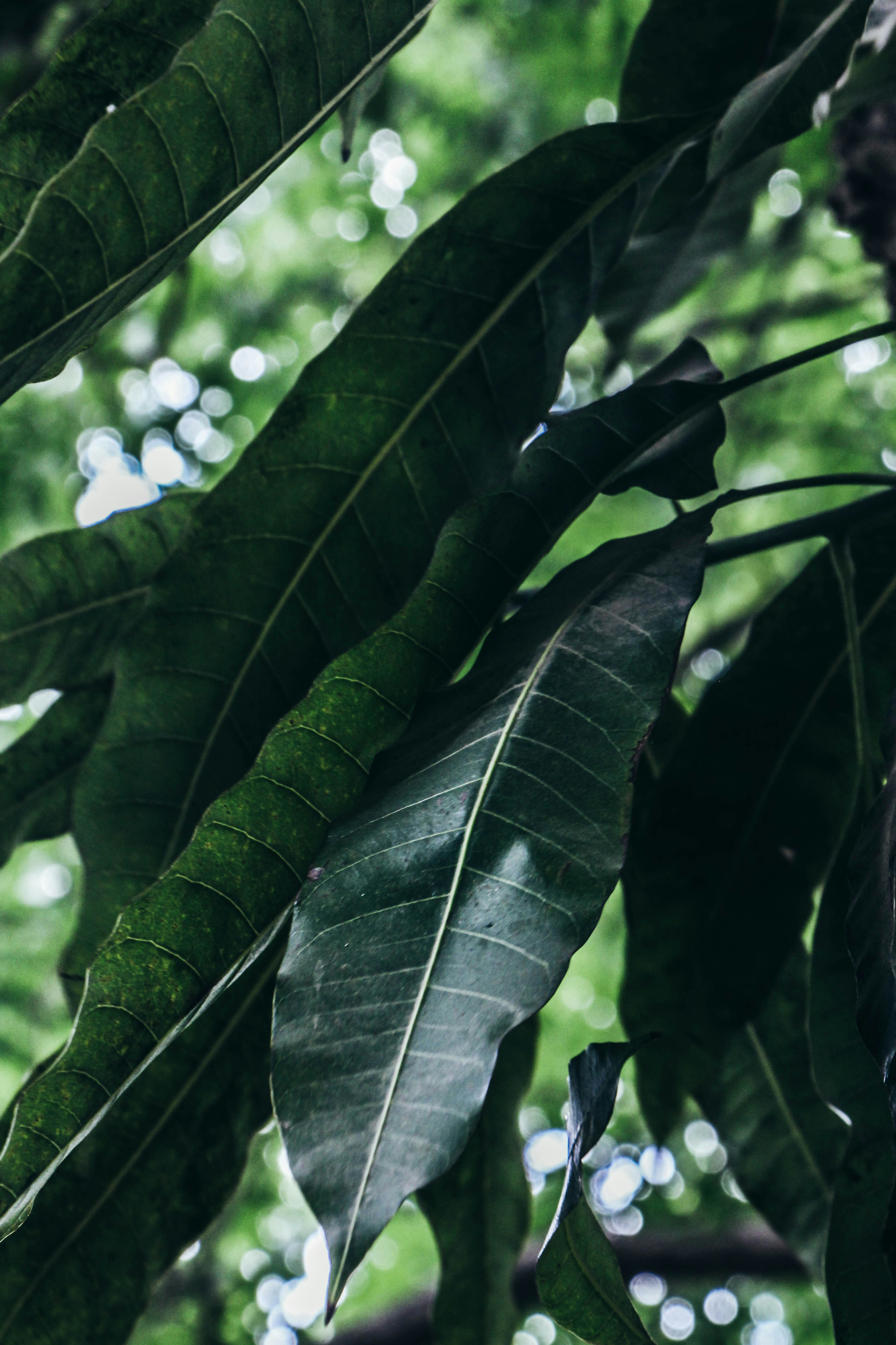 green leaves in close up photography