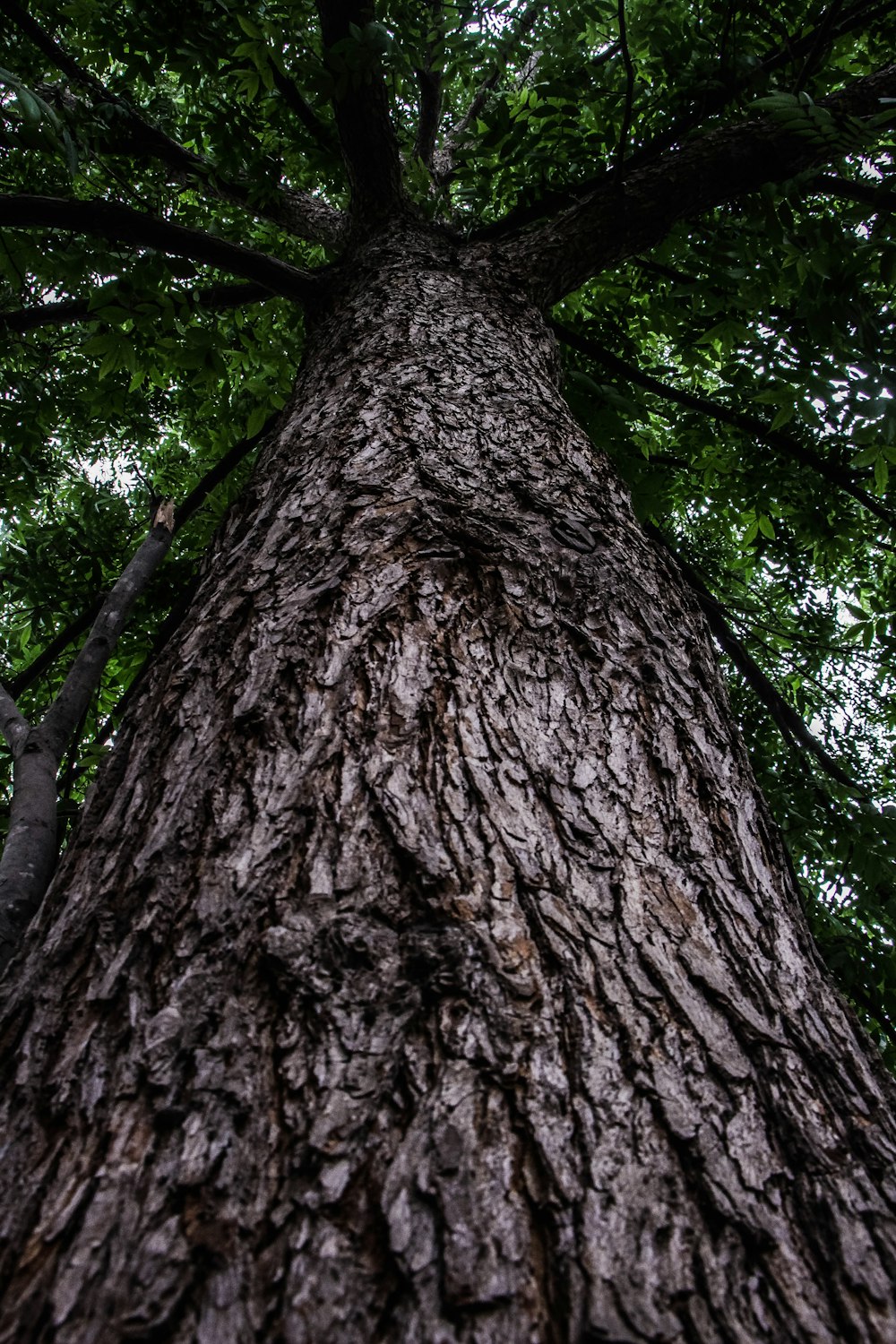 brown tree trunk during daytime