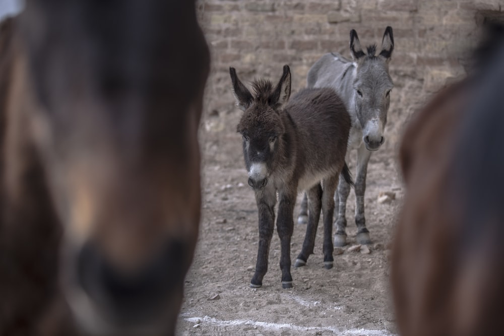 black and brown horses on gray sand during daytime