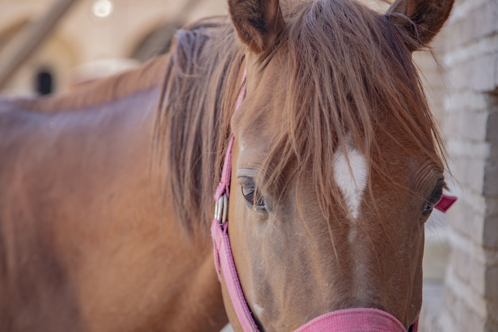 brown horse with blue leather strap