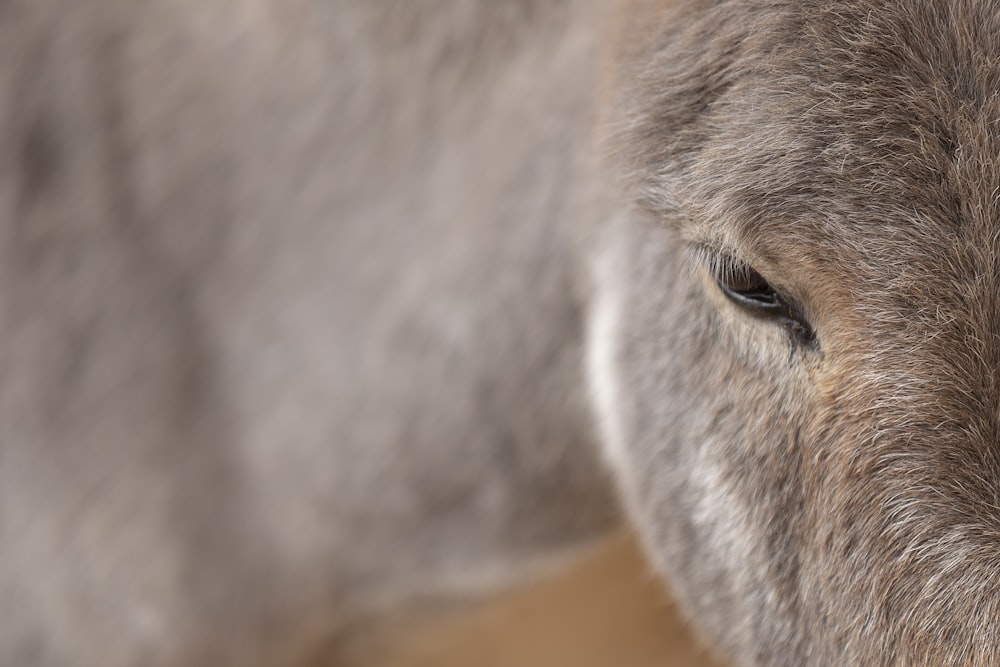 gray animal in close up photography