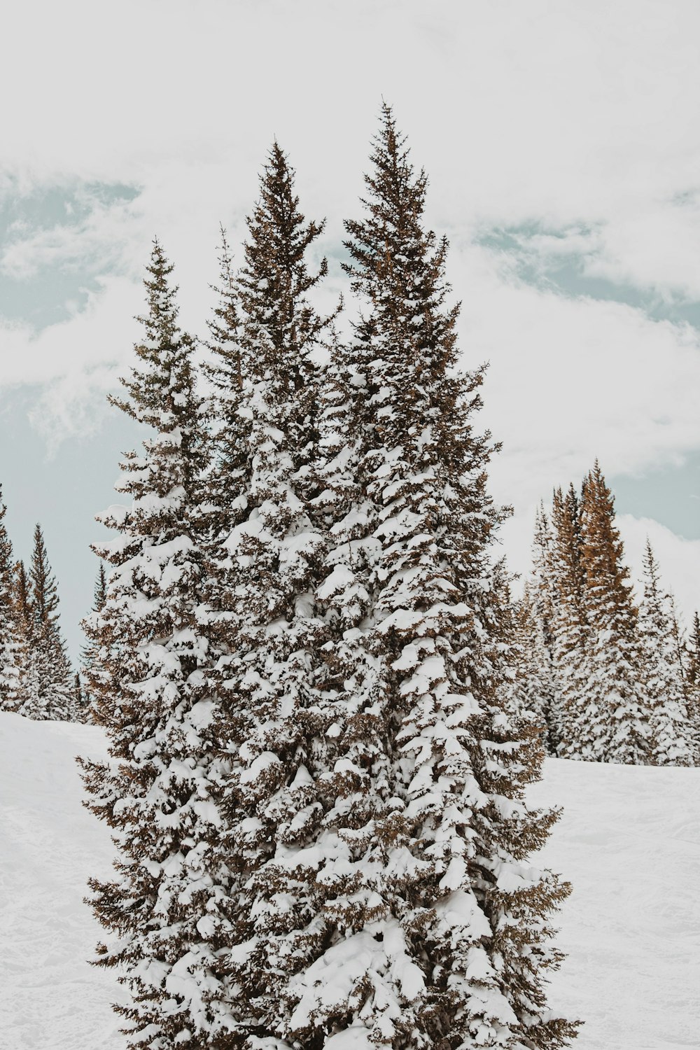 snow covered pine trees under cloudy sky during daytime