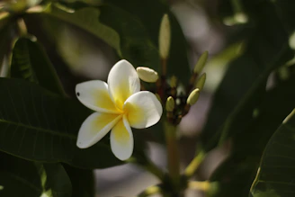 A close-up of vibrant plumeria flowers blooming in a serene garden setting.