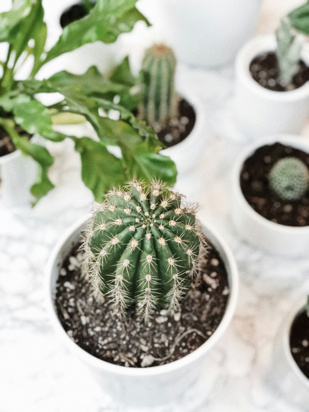 green plant on white ceramic pot