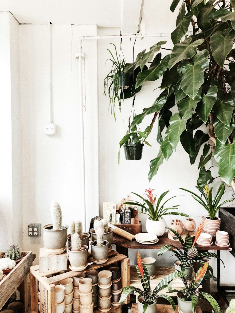 green plant on brown wooden table