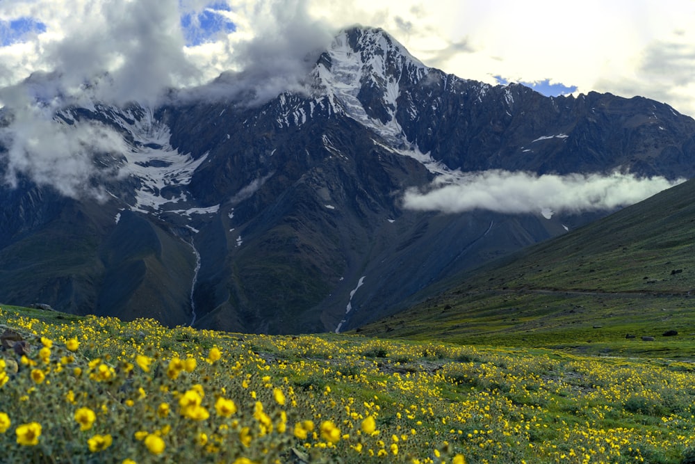 yellow flower field near mountain during daytime