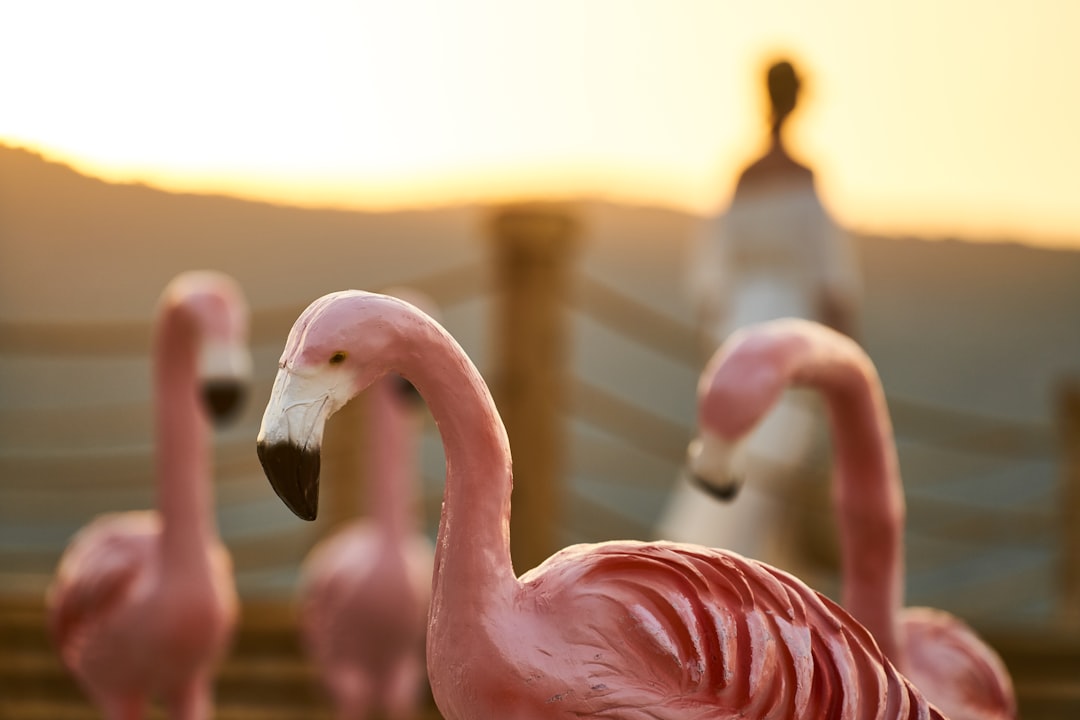 pink flamingo on black metal fence during daytime